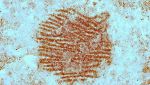 Impronta Neanderthal più antica