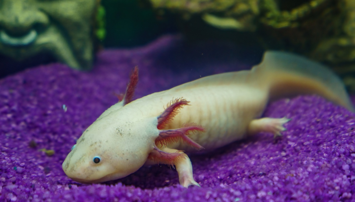 https://wips.plug.it/cips/tecnologia/cms/2025/05/l-axolotl-messicano-un-specie-in-via-di-estinzione-e-stata-salvata.jpg