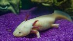 Esemplare di axolotl