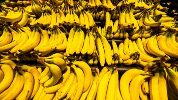 Le banane rischiano di sparire
