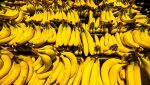 Le banane rischiano di sparire