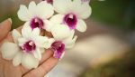 Orchidee a rischio in Italia