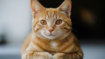 Risolto il "mistero" del pelo arancione nei gatti