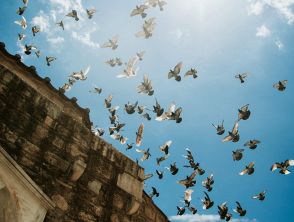 Gli uccelli potrebbero diventare più aggressivi: l'allarme
