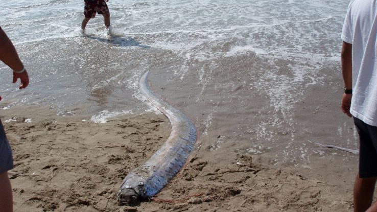 Avvistato un raro esemplare di pesce remo in Messico