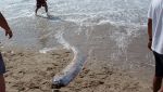 Avvistato un raro esemplare di pesce remo in Messico