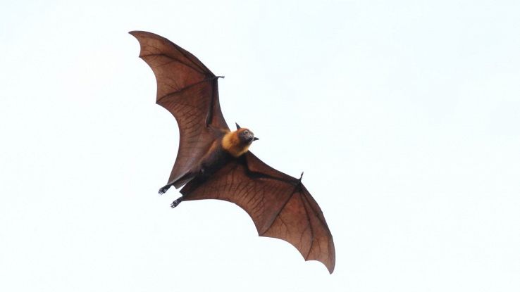 Germania, i pipistrelli delle foreste stanno rimanendo senza casa