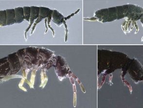 Scoperte in Italia due specie mai viste prima
