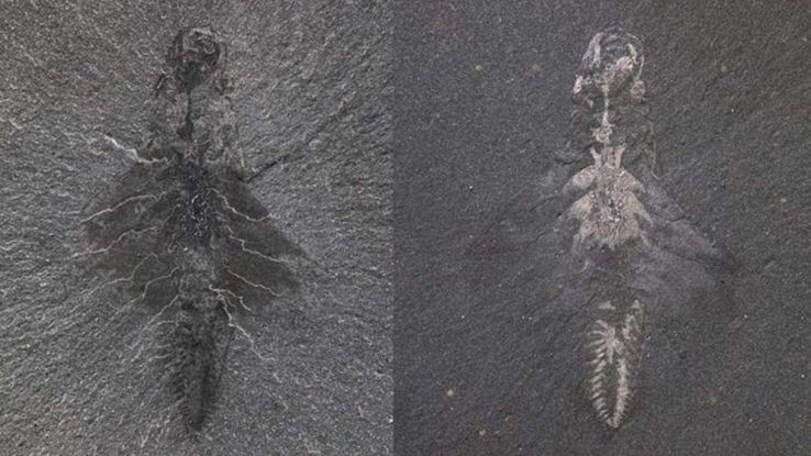 Fossile di un predatore con tre occhi