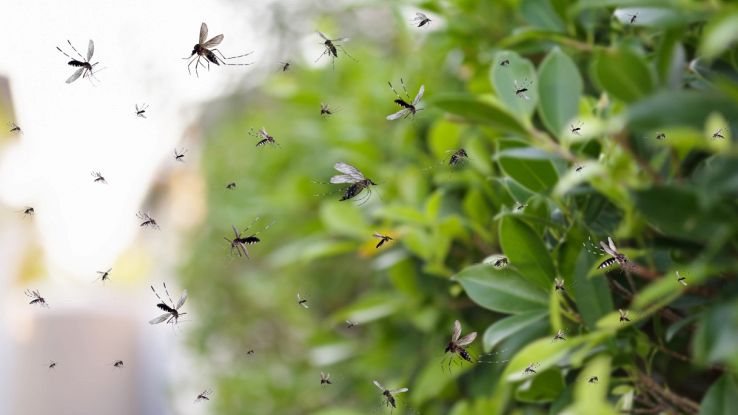 Virus del Nilo occidentale nelle zanzare