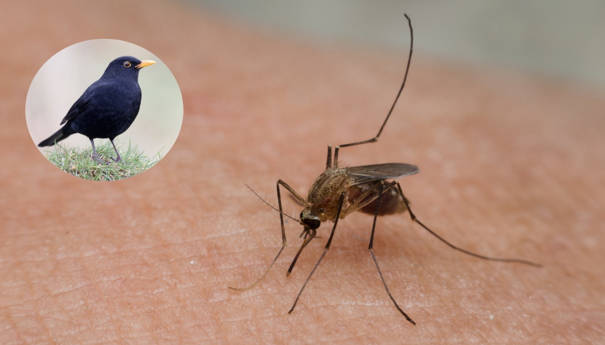 https://wips.plug.it/cips/tecnologia/cms/2025/05/virus-usutu-zanzare-merli.jpg