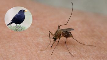 Il virus Ususu trasmesso dalle zanzare minaccia i merli