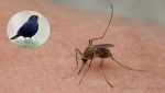 Il virus Ususu trasmesso dalle zanzare minaccia i merli