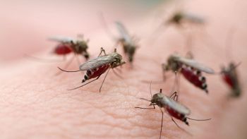 Zanzare geneticamente modificate