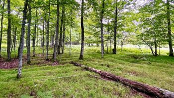 Trovati i più grandi resti intatti di un antico sito agricolo: la scoperta in America