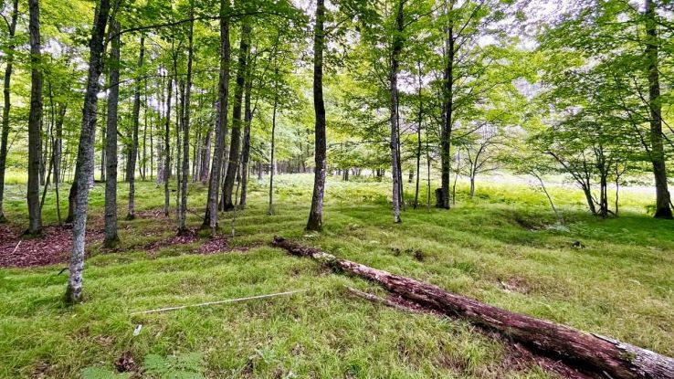 Trovati i più grandi resti intatti di un antico sito agricolo: la scoperta in America