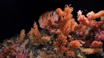 Coralli nella nuova sorgente scoperta nelle acque profonde