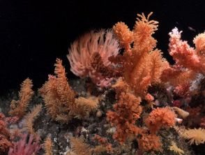 Nuova sorgente scoperta nelle acque profonde