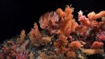 Coralli nella nuova sorgente scoperta nelle acque profonde