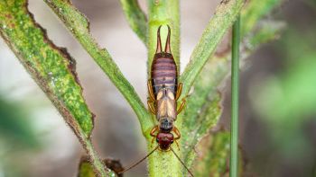 Dermattero femmina, un "arma" della natura