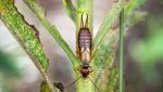 Dermattero femmina, un "arma" della natura