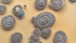 Scoperti due tipi di fungo mortale, pipistrelli in pericolo in Europa e Asia
