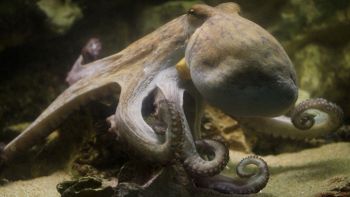 Invasione di polpi in Inghilterra