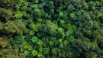 Mappatura del carbonio nelle foreste