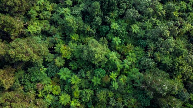 Mappatura del carbonio nelle foreste
