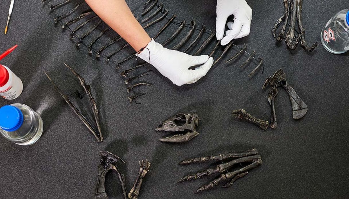 https://wips.plug.it/cips/tecnologia/cms/2025/06/nuova-specie-dinosauro.jpg
