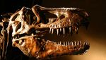 Scheletro di un dinosauro