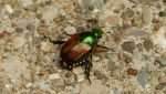 Popillia Japonica