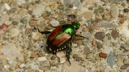 Popillia Japonica