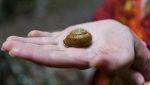Scoperta nuova specie di mollusco