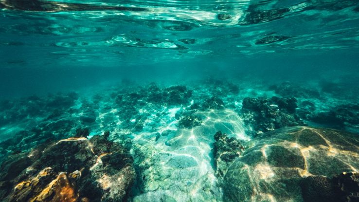 Scoperta una nuova specie di mollusco