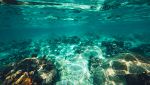 Scoperta una nuova specie di mollusco