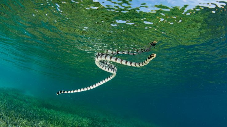 Serpenti marini a Ibiza