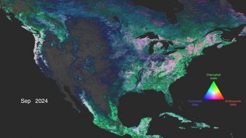 È stato misurato lo stato di salute delle piante sulla Terra: cosa è emerso