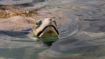 Tartaruga salvata Costiera Amalfitana