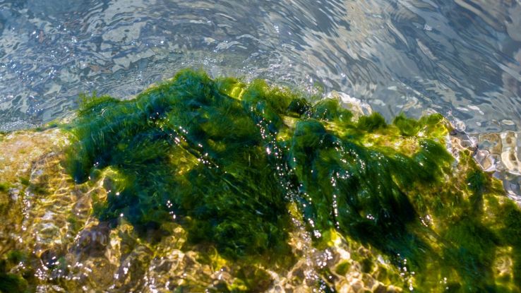 alga tossica