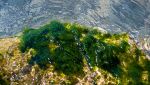 alga tossica