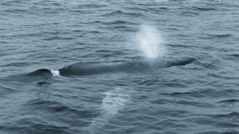 Balenottere del Mediterraneo assumono sostanze tossiche
