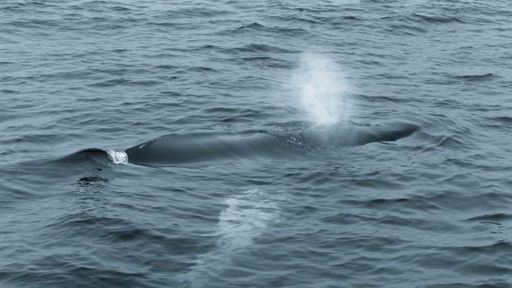 Balenottere del Mediterraneo assumono sostanze tossiche