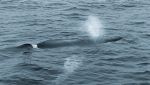 Balenottere del Mediterraneo assumono sostanze tossiche