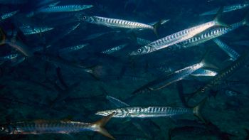 Banco di Sphyraena viridensis o barracuda mediterraneo nelle acque italiane