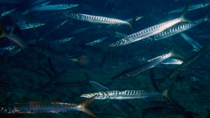 Banco di Sphyraena viridensis o barracuda mediterraneo nelle acque italiane