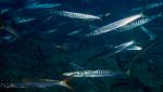 Banco di Sphyraena viridensis o barracuda mediterraneo nelle acque italiane