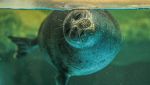 Foca monaca in Cilento