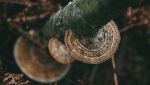 Fungo che cresce su un albero