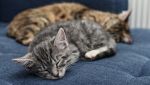 Gatti dormono sul fianco sinistro